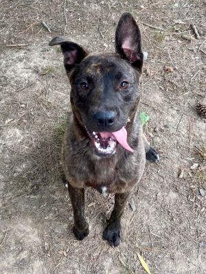 Bernie, Young Male Labrador Retriever