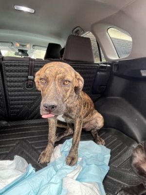 58801094, Baby Female Pit Bull Terrier