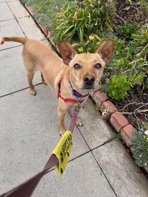 Chica, Adult Female Terrier