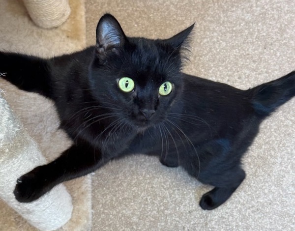 Pet Image