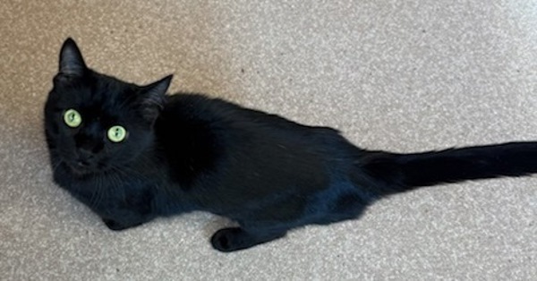 Sabre, an adoptable Domestic Short Hair in Great Falls, MT, 59405 | Photo Image 2