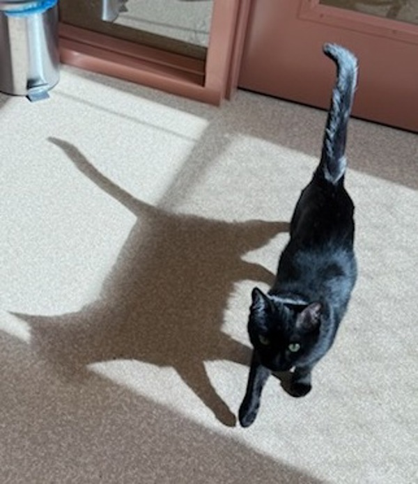 Sabre, an adoptable Domestic Short Hair in Great Falls, MT, 59405 | Photo Image 3