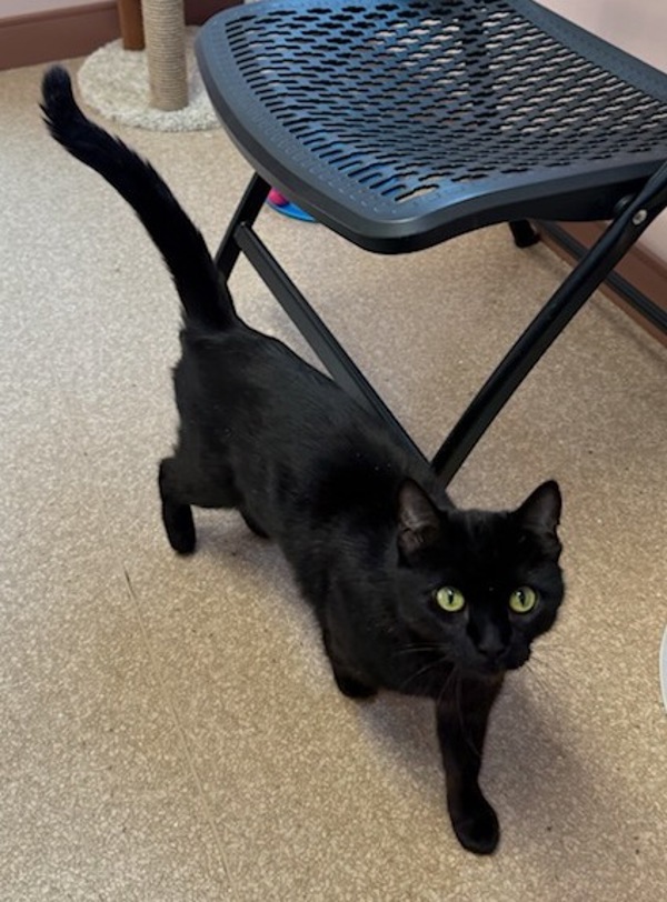 Sabre, an adoptable Domestic Short Hair in Great Falls, MT, 59405 | Photo Image 4