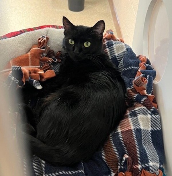 Sabre, an adoptable Domestic Short Hair in Great Falls, MT, 59405 | Photo Image 5