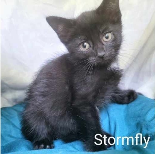 Stormfly