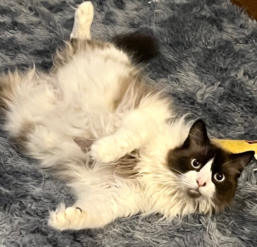 Maggie
