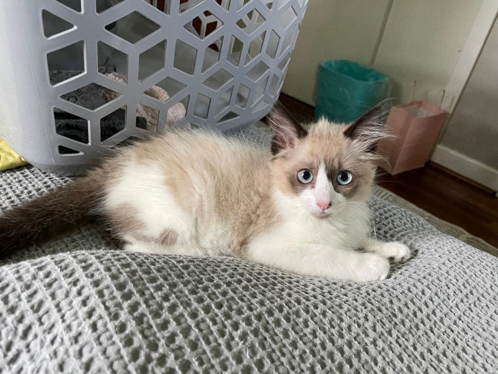 Maggie