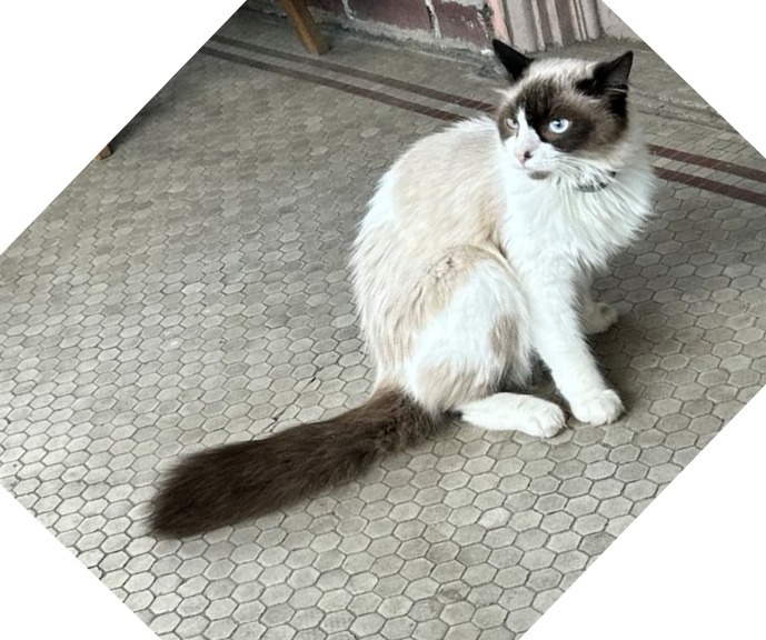 Maggie