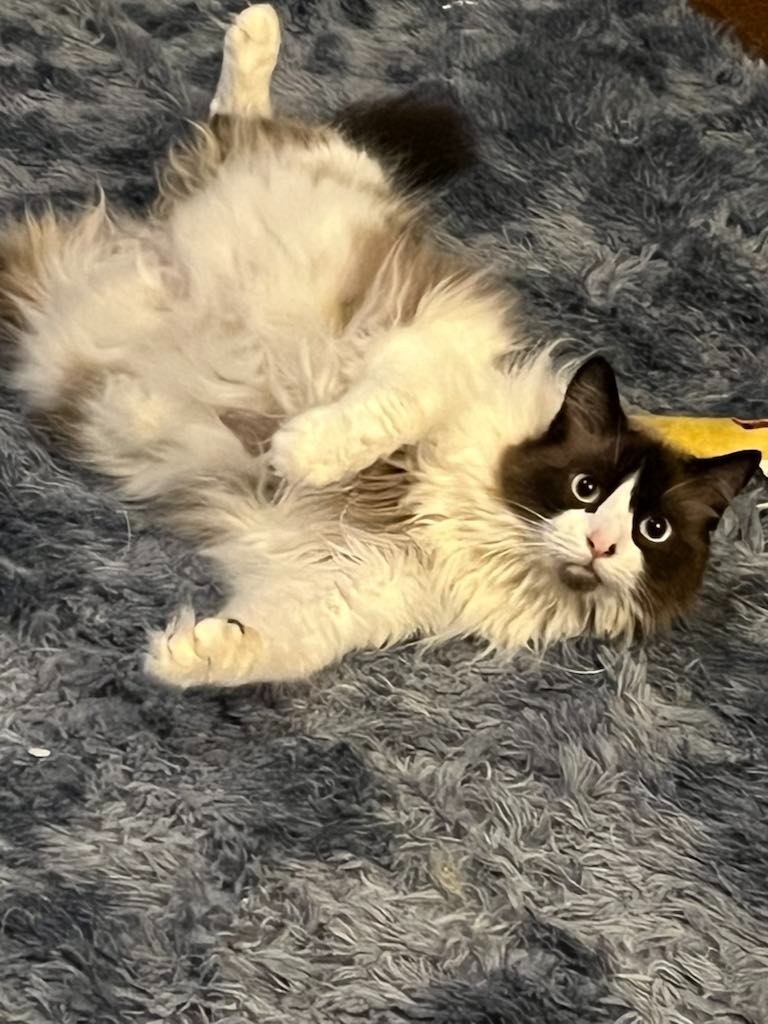 Maggie