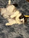 Maggie photo 5