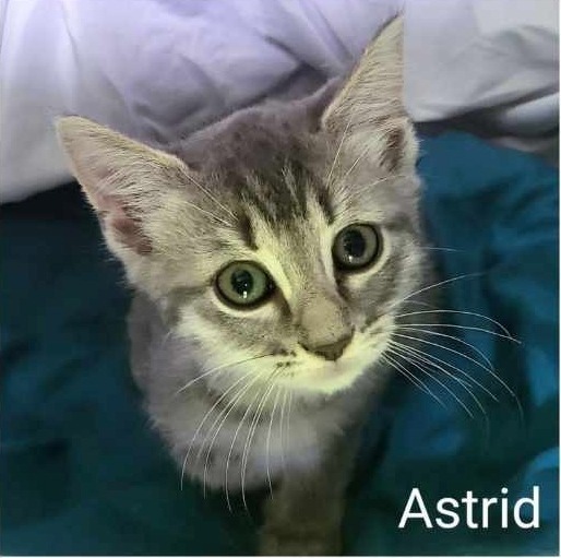 Astrid