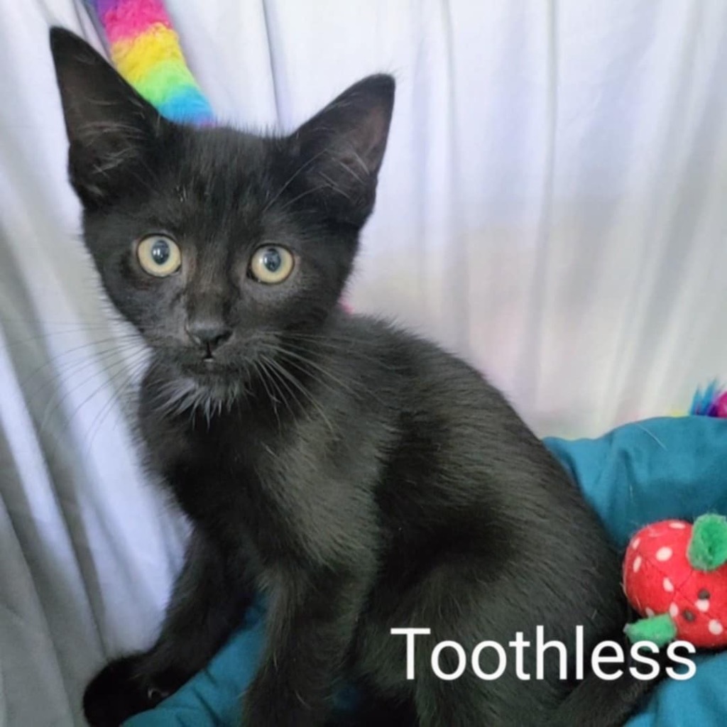 Toothless