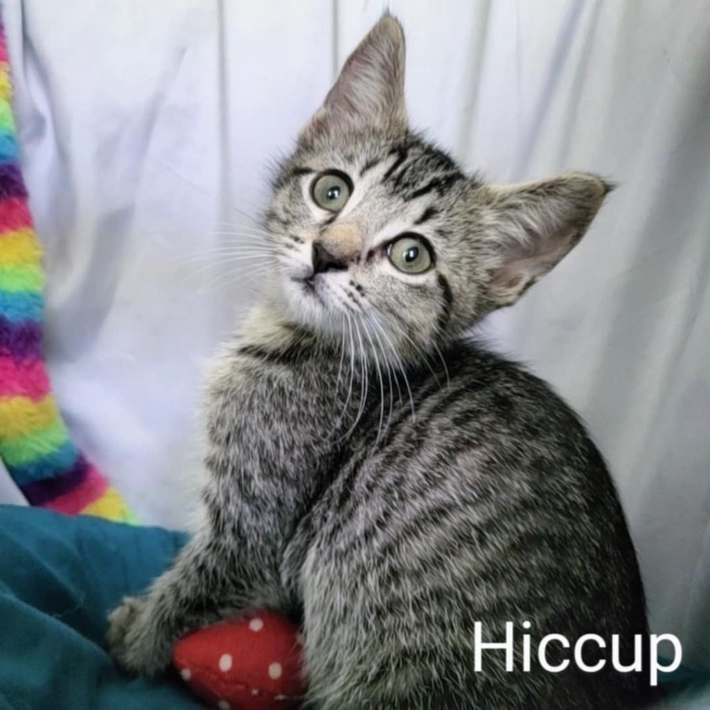 Hiccup