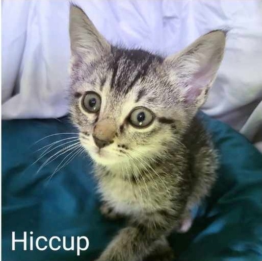 Hiccup