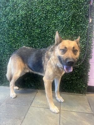 Vic*, Baby Male German Shepherd Dog