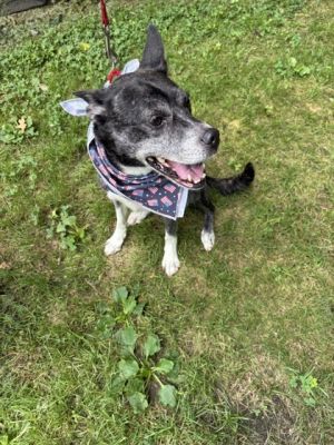 Lady, Adult Female Mixed Breed