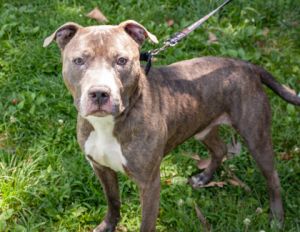 Tank, Adult Male Mixed Breed