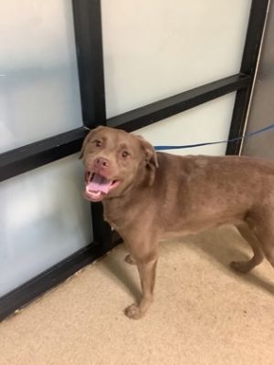 Hazel, Adult Male Retriever