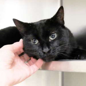 Pyewacket