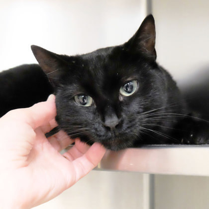 Pyewacket 1