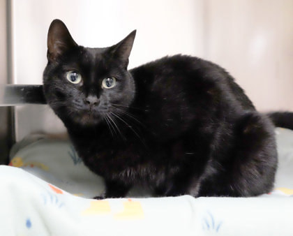 Pyewacket 2