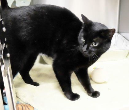 Pyewacket 3
