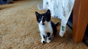 Cricket, Baby Male Domestic Short Hair