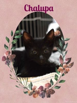 Chalupa