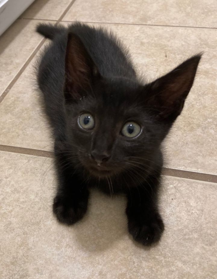 Chalupa 2