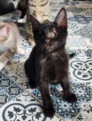 Smoke Stack, Baby Male Domestic Short Hair