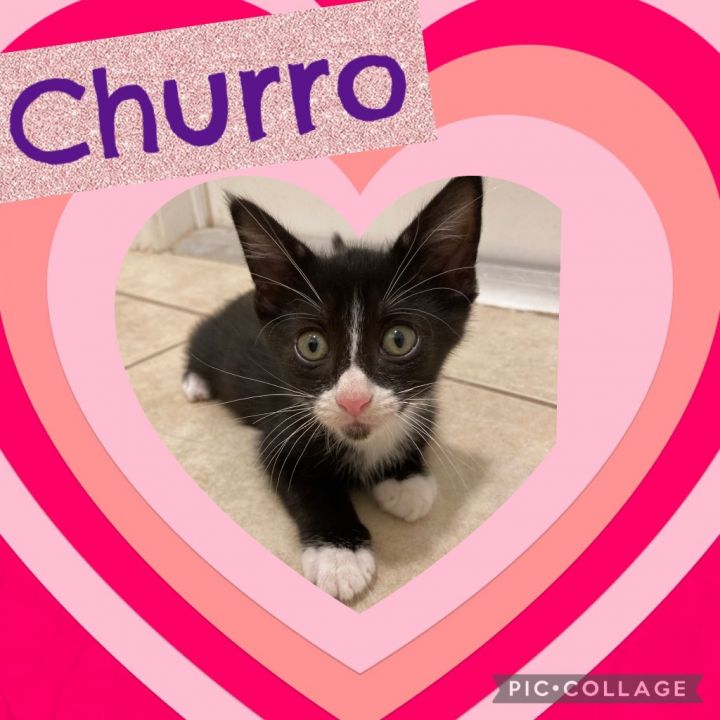Churro 3