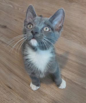Pantheon, Baby Male Domestic Short Hair