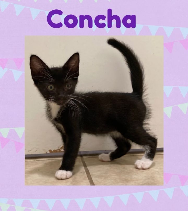 Concha 2