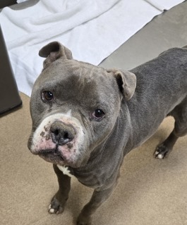 Jd, Senior Male American Bulldog