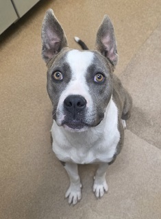 Cali, Adult Female unknown