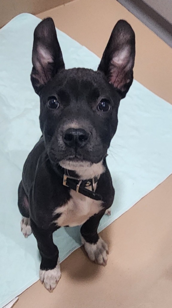 Merlin