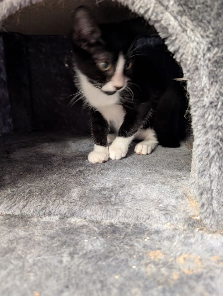 Pedro 2