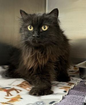 Violet, Senior Female Domestic Long Hair