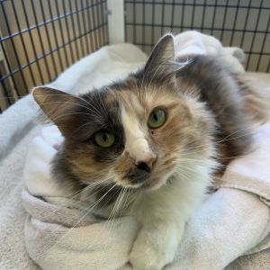 Hi Im Memory Im a 5-year-old medium sized spayed female domestic longhair dilute calico swee