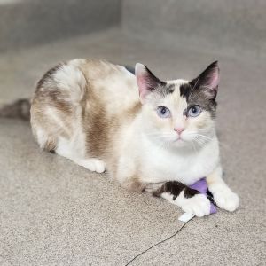 Hi there Im Blair Im a friendly 2-year-old medium-sized spayed female domestic short-haired 