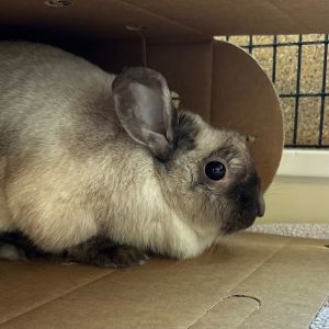 MY ADOPTION FEES ARE WAIVED Hello my name is Paisley and Im a spayed adult shorthair rabbit tha