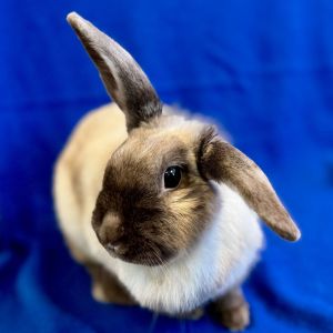 MY ADOPTION FEES ARE WAIVED Hello my name is Paisley and Im a spayed adult shorthair rabbit tha