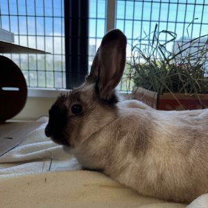 MY ADOPTION FEES ARE WAIVED Hi there We are Hot Chocolate and Mousse and we are spayed adult sho