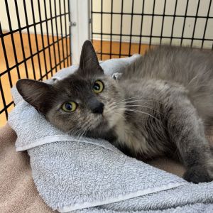 Howdy Im Meowly Cyrus I am a 2-year-old short-haired spayed female cat looking for my furever h