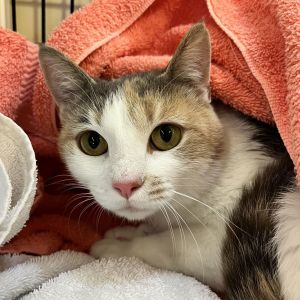 Hello I am Patches the sweetest 1-year-old spayed female small-size domestic short-haired Dilu