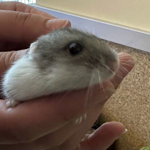 Hello My name is Hammeron Diaz and Im an adult female hamster thats looking for my forever home