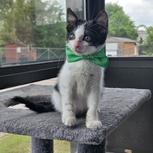 Ringo, Baby Male Domestic Short Hair
