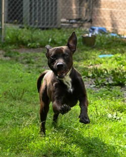 DA 3 Cooper, Young Male Pit Bull Terrier