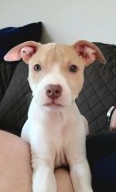 Tommy's profile on Petfinder.com
