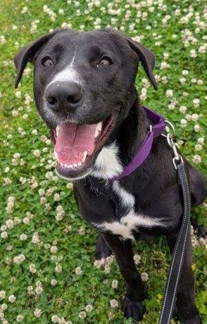 Mandi, Adult Female Mixed Breed